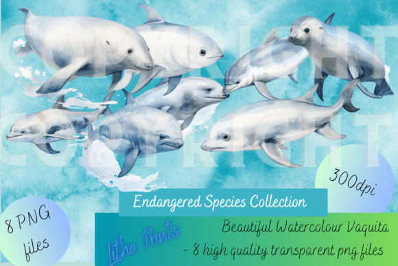 Watercolour Vaquita: Art with a Purpose